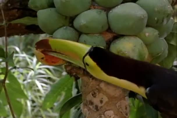 El tucán come fruta — Vídeos de Stock