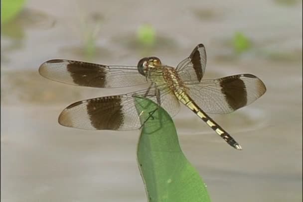 Dragonfly klampt zich vast aan een wuivende blad — Stockvideo