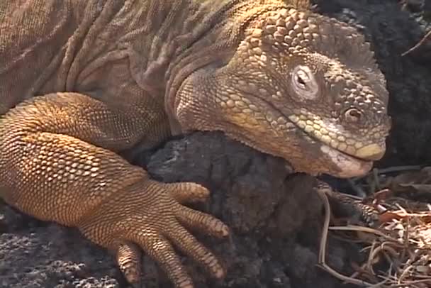 Leguan schläft im Schatten — Stockvideo