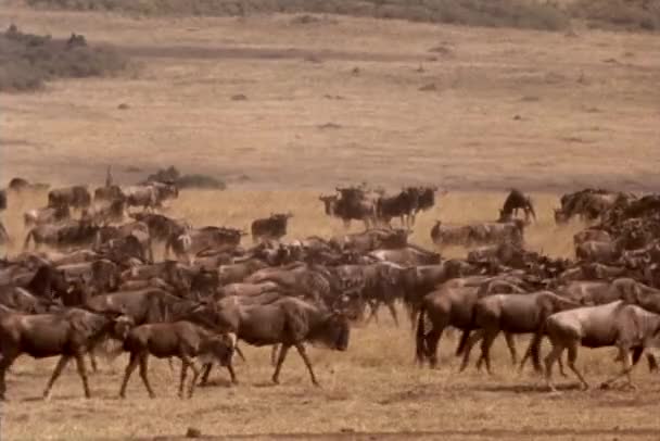 Антилопи подорожують через рівнини — стокове відео