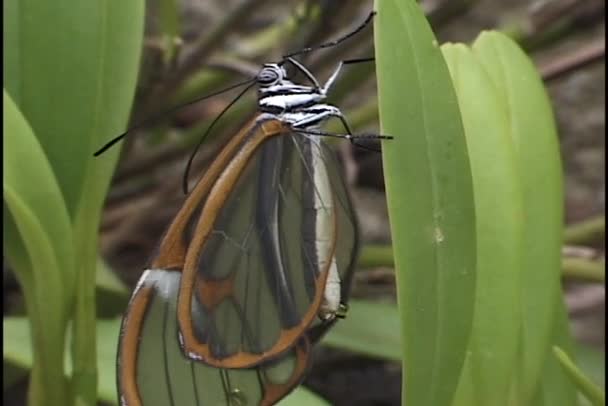 Mariposa se aferra a una hoja — Vídeos de Stock