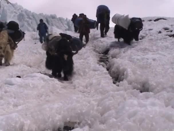 Yaks walking down path on Mt. Everest — Stock Video
