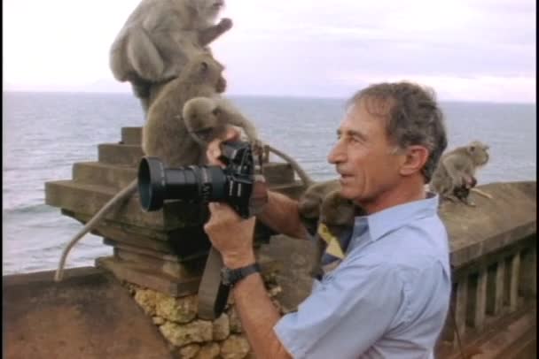 Singes assis sur un photographe — Video