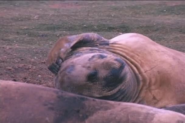 Elephant seals scratch an itch — Stock Video