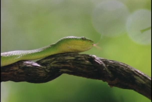 Serpiente verde en rama . — Vídeo de stock