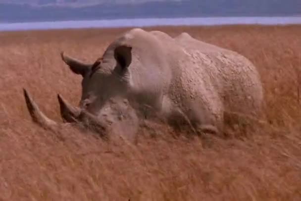 Rhinoceroses graze in grasslands. — Stock Video