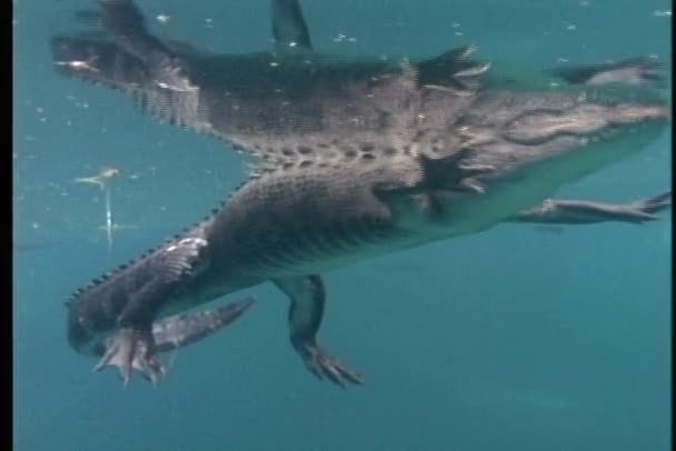 Crocodile floats on the surface of water — Stock Video