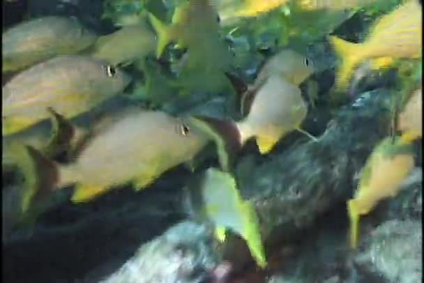 Grande scuola di pesci — Video Stock