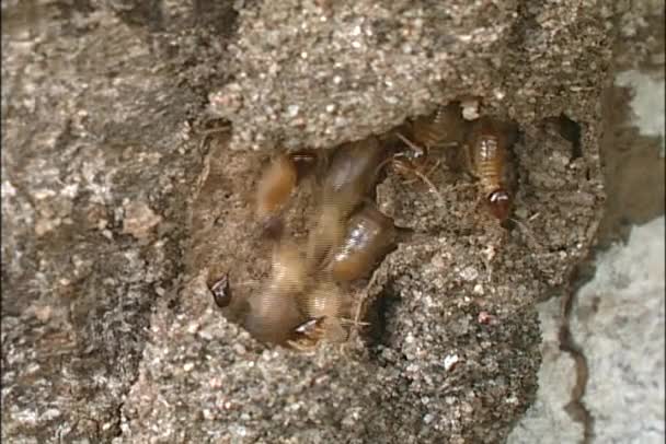 Termiter springa igenom trä — Stockvideo