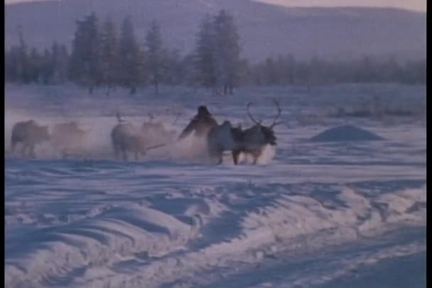 Eskimo rijdt op een Rendier — Stockvideo