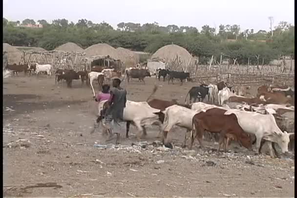 Άνθρωποι herding βοοειδών — Αρχείο Βίντεο