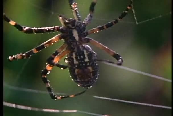 Araña tiende a su tela — Vídeo de stock