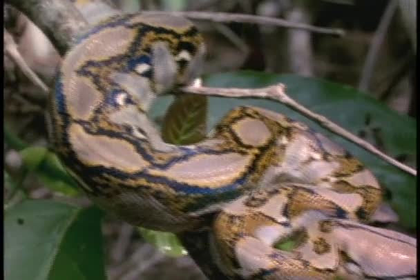 Python ruht auf einem Baumstamm — Stockvideo