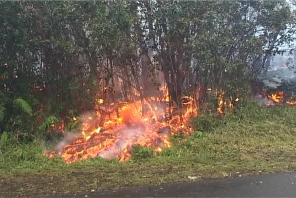 La lava fluye a través de los árboles — Vídeo de stock