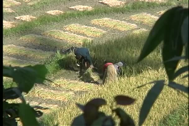 Boeren oogsten rijst door handen — Stockvideo