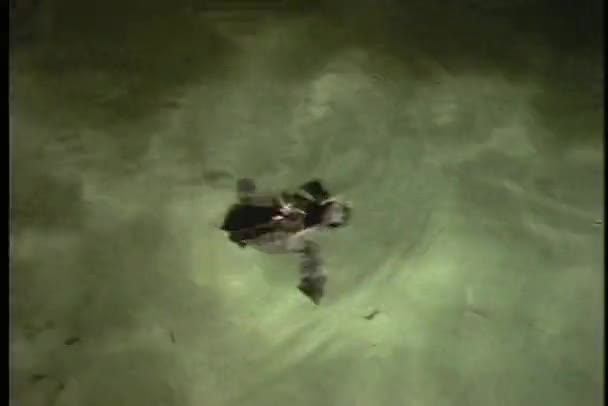 Морская черепаха — стоковое видео