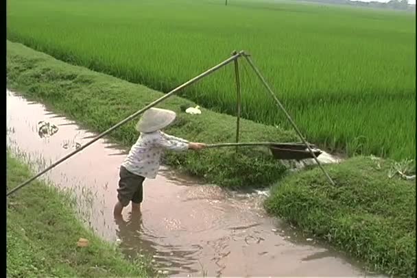 Woman hands irrigating a crop — Stock Video