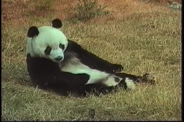 Panda bear rollen in het gras — Stockvideo