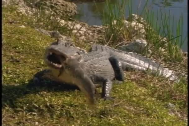 Alligator τρώει τα ψάρια ένα — Αρχείο Βίντεο