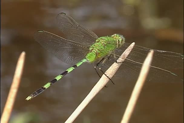 Green dragonfly on branch — Stock Video