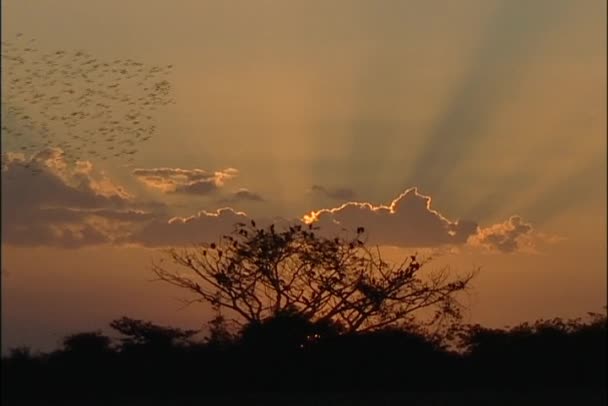Vögel fliegen durch den Himmel — Stockvideo