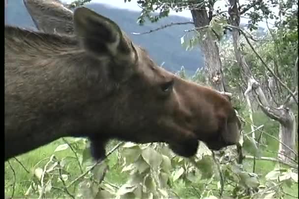 Elch frisst Blätter in alaska — Stockvideo