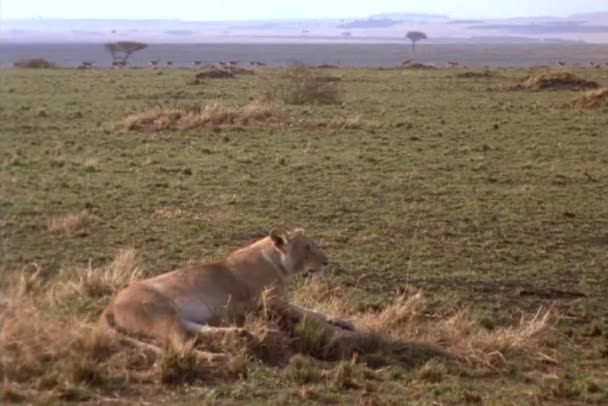 A lioness rests on the plains — Stock Video