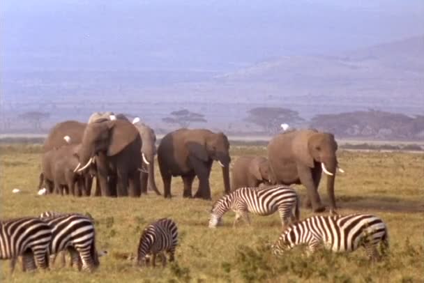 Elefántok és zebrák, Kenya — Stock videók