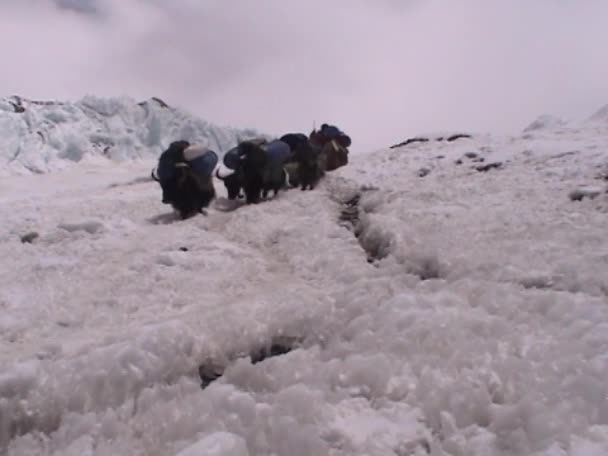 牦牛在珠穆朗玛峰上走的道路 — 图库视频影像