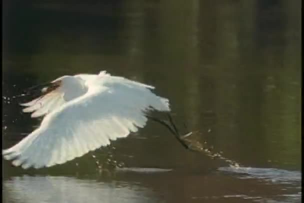 Gru volare sopra il lago — Video Stock