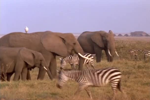 Elefanten und Zebras in Kenia — Stockvideo