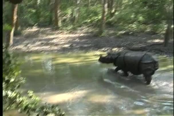 Rinoceronte salpica en un río — Vídeos de Stock