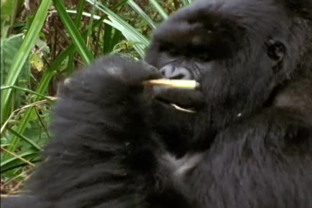 Un gorille de montagne est assis dans la jungle — Video