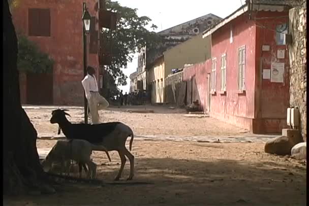 Kozy i ludzi spędzać razem — Wideo stockowe