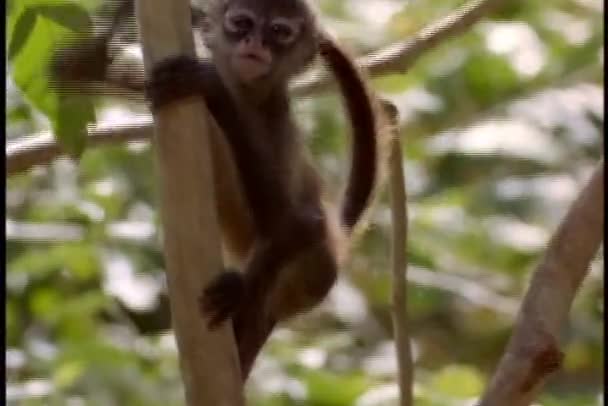 Baby monkey climbs — Stock Video