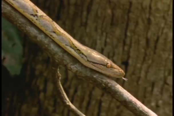 Python crawls over a log — Stock Video