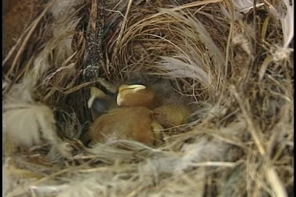赤ちゃんの鳥が巣で眠る — ストック動画