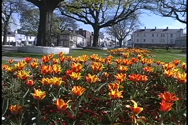 Leuchtend orange Blüten — Stockvideo
