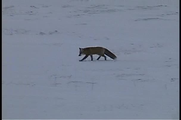 Raposa solitária caminha através da neve — Vídeo de Stock