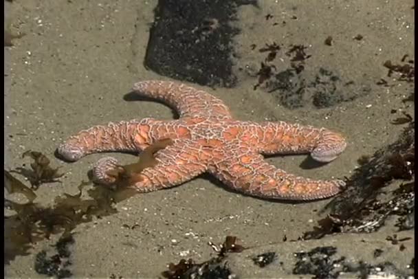 Estrela-do-mar em tidepool ao longo da costa do Oregon — Vídeo de Stock