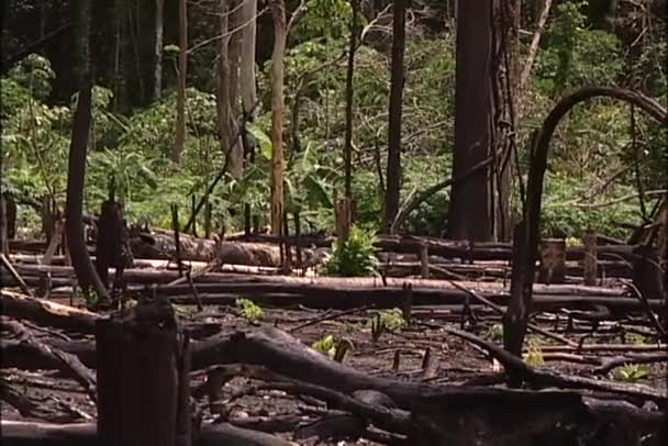 Floresta tropical após o fogo — Vídeo de Stock