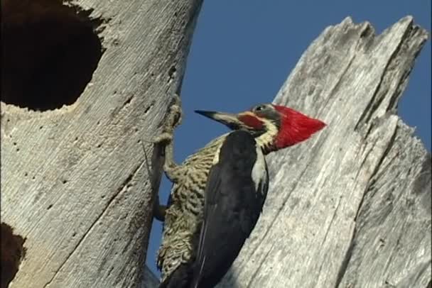 Pájaro carpintero lineado en el árbol — Vídeo de stock