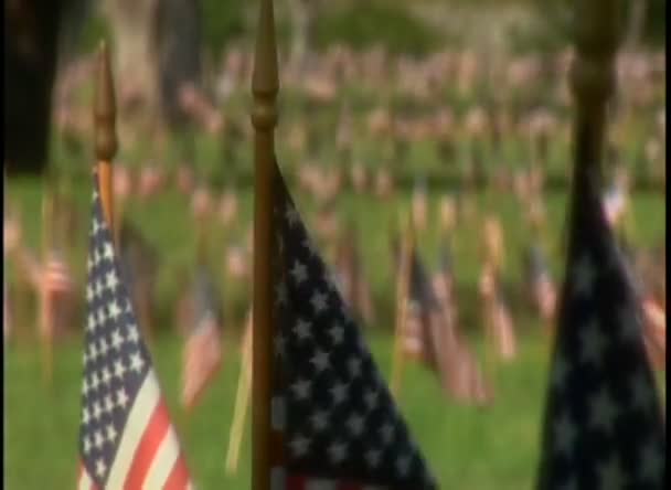 American flags adorn a cemetery — Stock Video