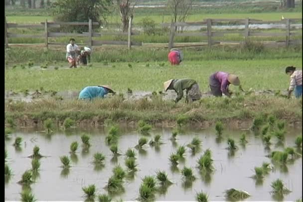 Mulheres que trabalham num campo de arroz — Vídeo de Stock