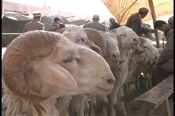 Las cabras esperan a lo largo de una cuerda en el mercado — Vídeo de stock