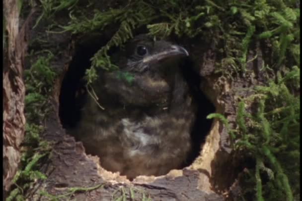 Small bird peering out of its nest — Stock Video