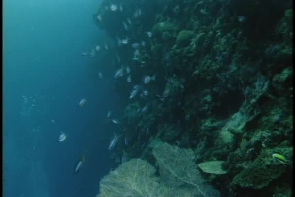 Große Fischschwärme — Stockvideo