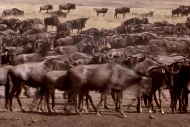 Gnus viajam pelas planícies — Vídeo de Stock