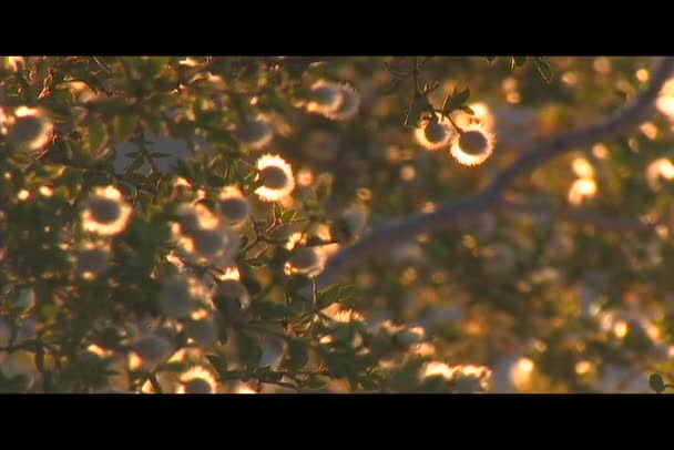 Gouden licht schijnt op bloeiende boom — Stockvideo