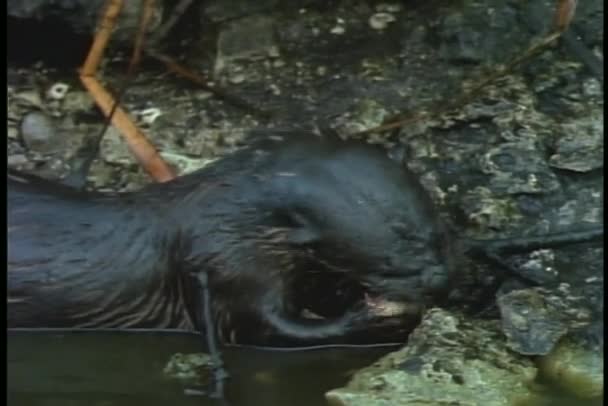 Brown otter eats — Stock Video